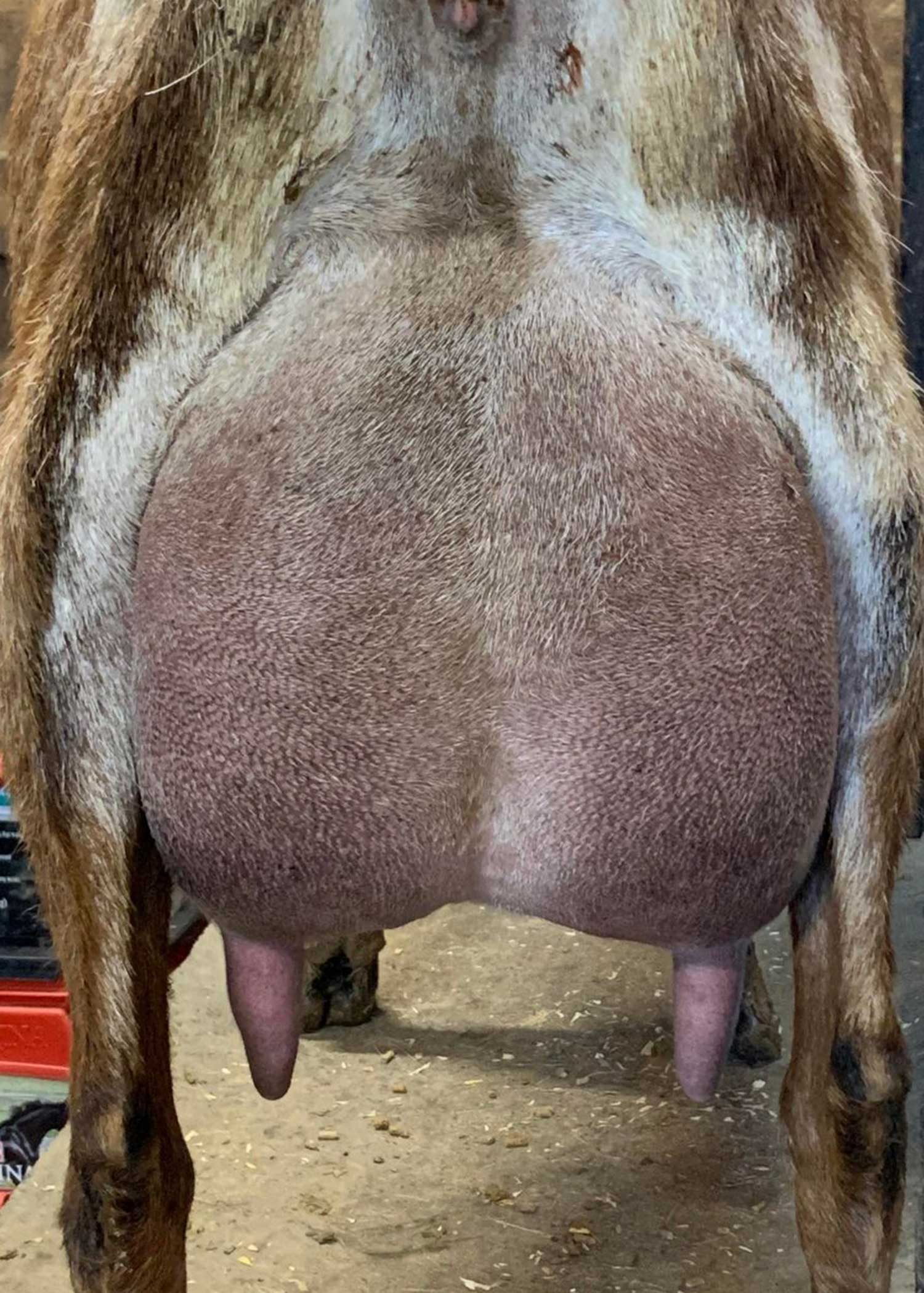 fireball udder